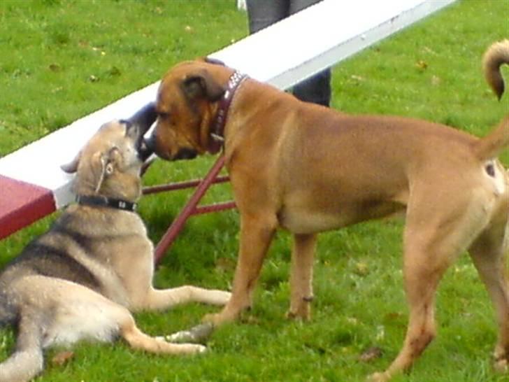 Blanding af racer Bonsai *RIP 19/8 2010* - Bonsai og hans gode veninde Gaia billede 7