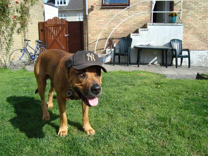 Blanding af racer Bonsai *RIP 19/8 2010* - Bonsai  med fars hat :) billede 9