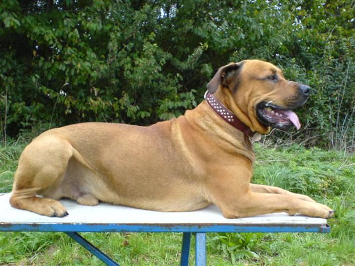 Blanding af racer Bonsai *RIP 19/8 2010* billede 10