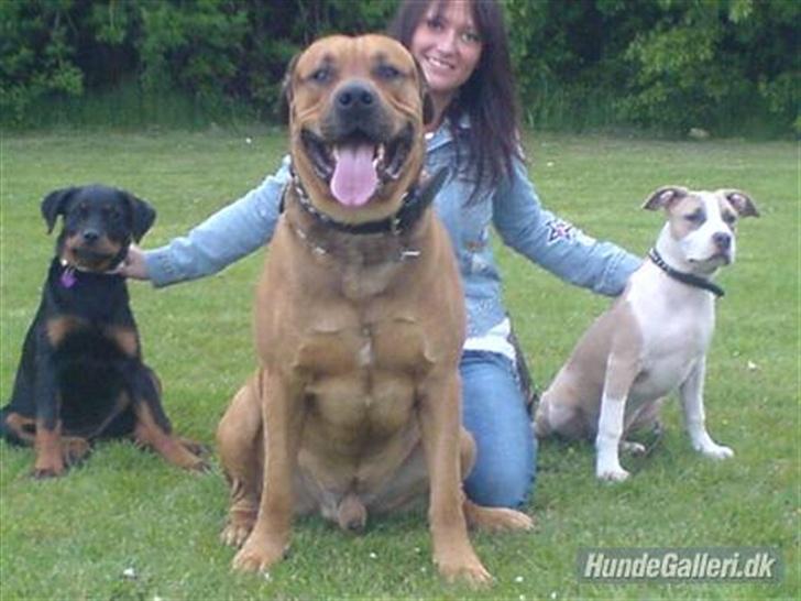 Blanding af racer Bonsai *RIP 19/8 2010* - Louise Bonsai Gucci, og Louise hund Babe  billede 11