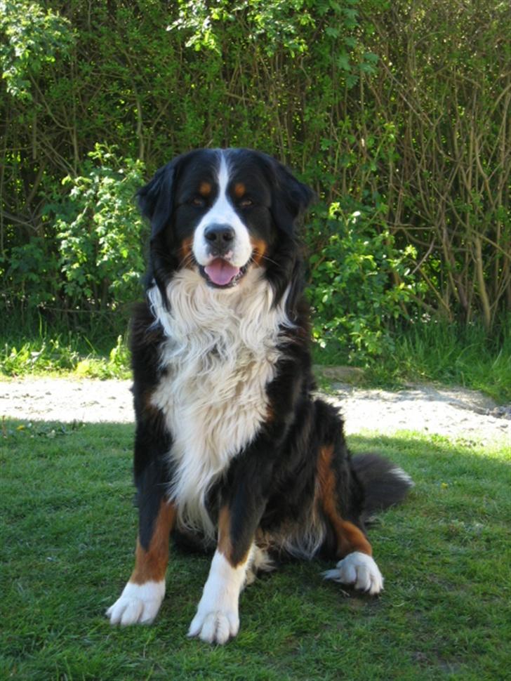 Berner sennenhund Pim billede 1