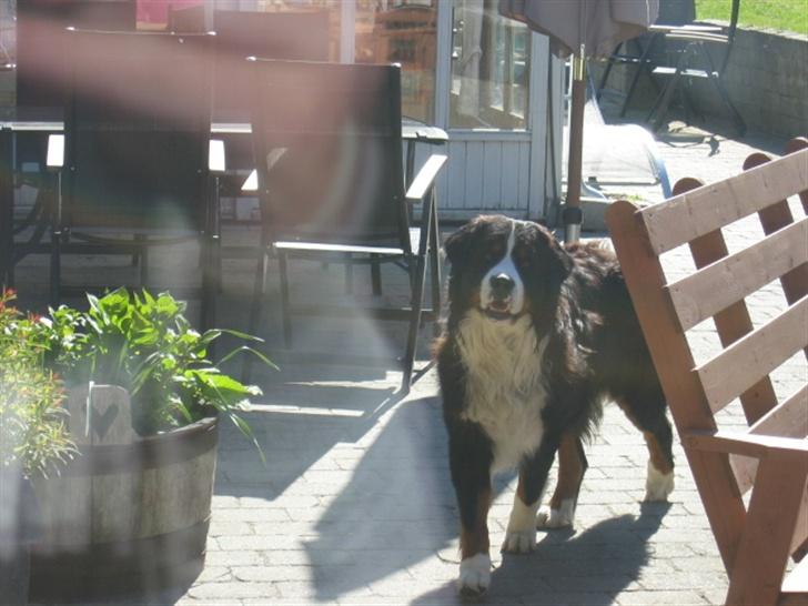 Berner sennenhund Pim billede 2