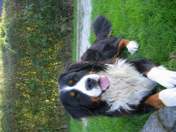 Berner sennenhund Pim billede 3
