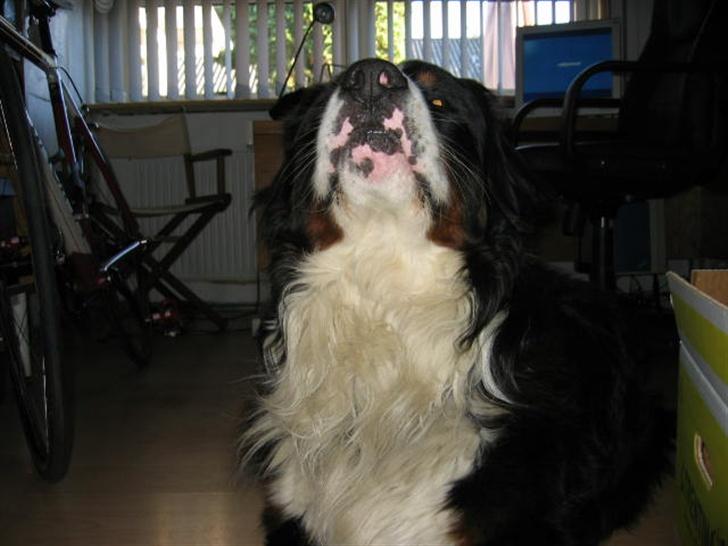 Berner sennenhund Pim billede 4