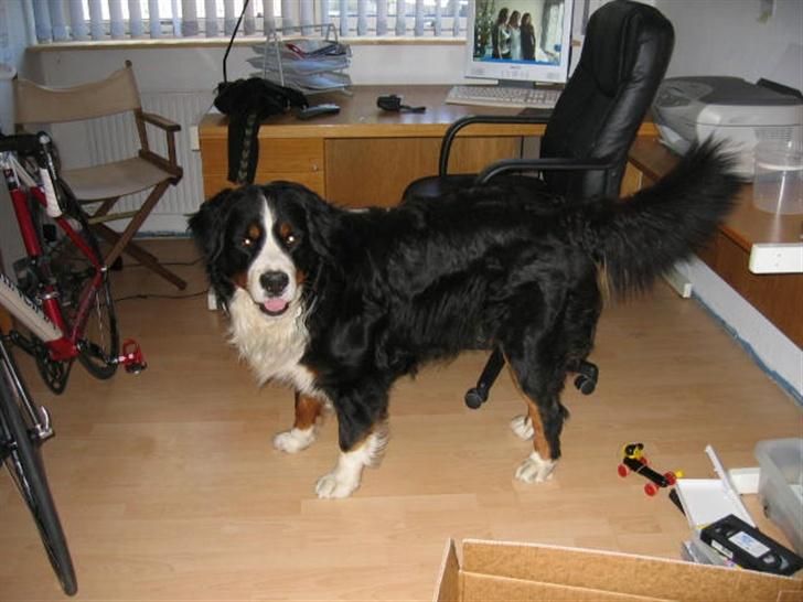 Berner sennenhund Pim billede 5