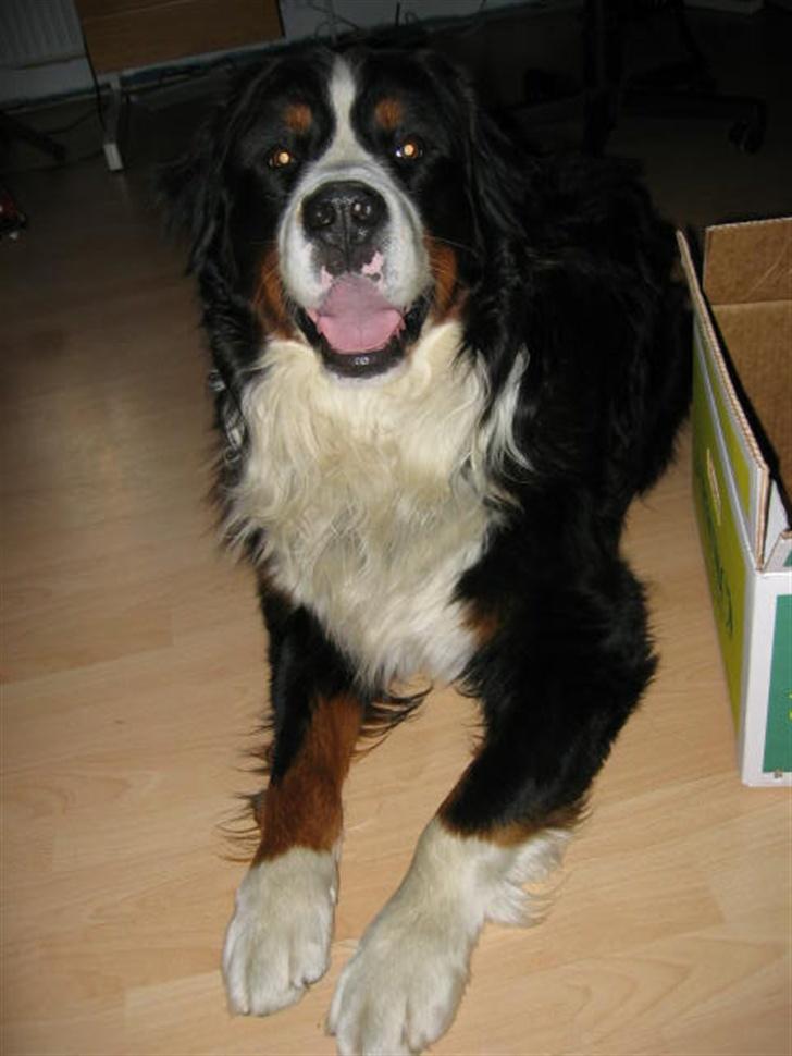 Berner sennenhund Pim billede 6