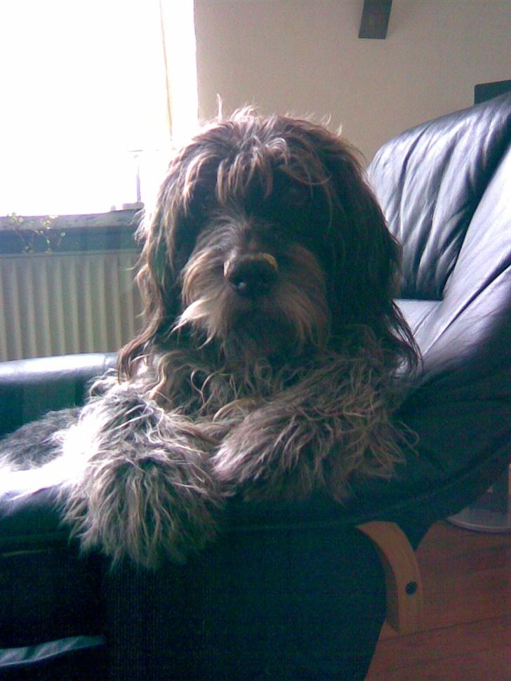 Ruhåret hønsehund Rex ( Død) R.I.P .  billede 5