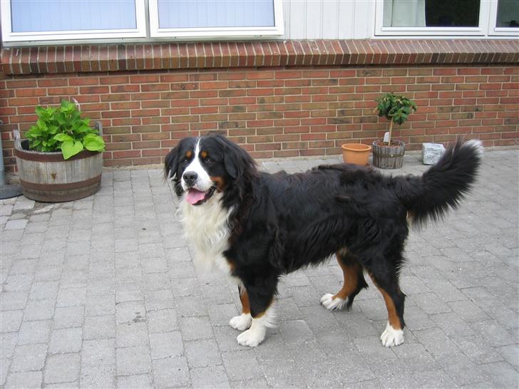Berner sennenhund Pim billede 7
