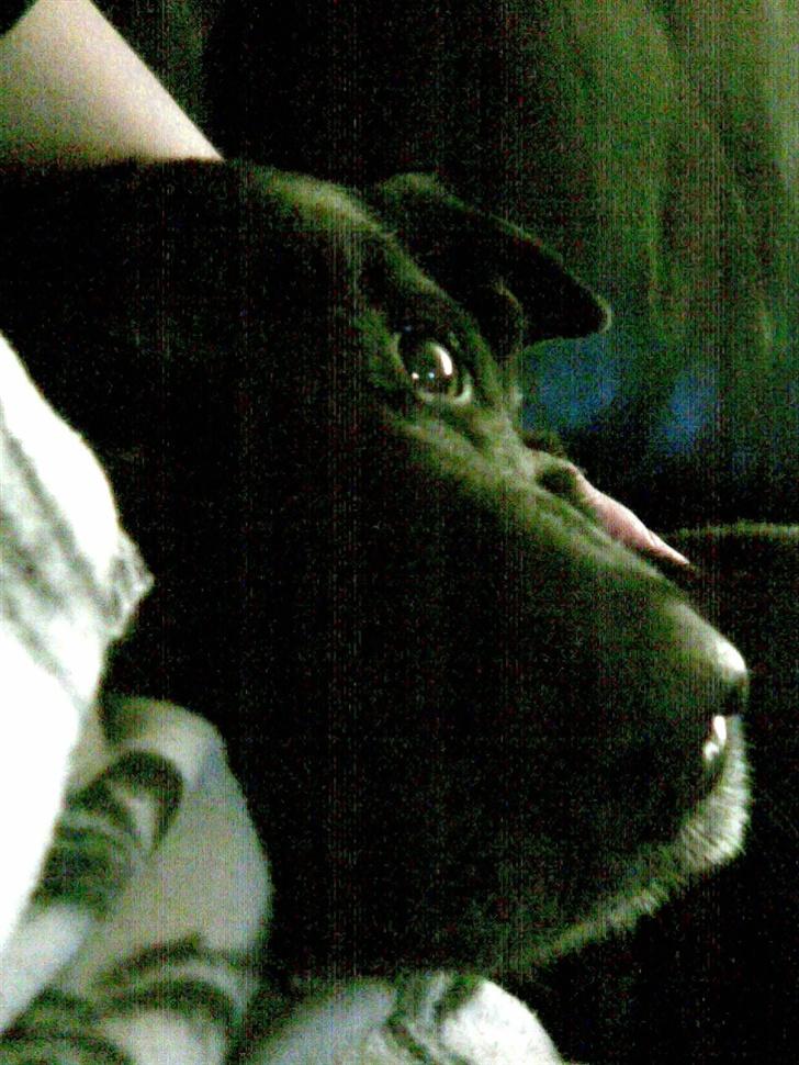 Labrador retriever Paw (Død 30-10-09) R.I.P  billede 5