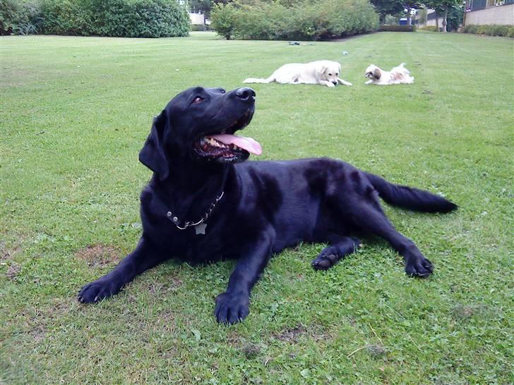 Labrador retriever Rollo <3 - AARH. JEG HAR DET NU MEGET GODT :) billede 6