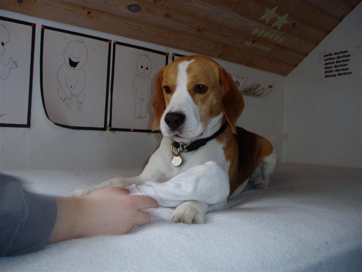 Beagle Disney Død d.19 feb 2011 - se mig billede 3