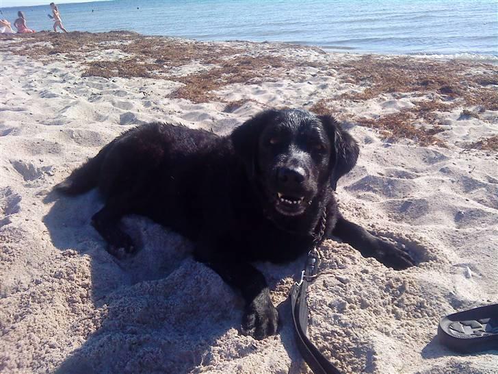 Labrador retriever Rollo <3 - HVOR ER DET BARE LÆKKERT AT VÆRE PÅ STRANDEN. billede 7