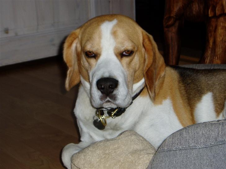 Beagle Disney Død d.19 feb 2011 billede 4