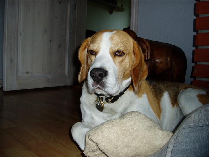 Beagle Disney Død d.19 feb 2011 billede 5