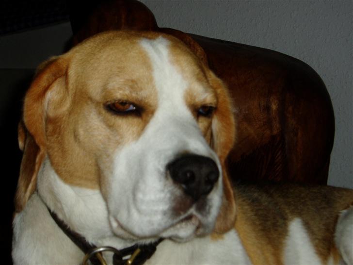 Beagle Disney Død d.19 feb 2011 billede 6