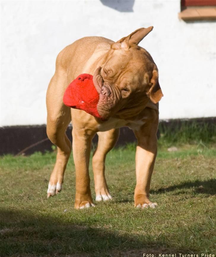 Dogue de bordeaux Cleo 2005-2011 RIP billede 9