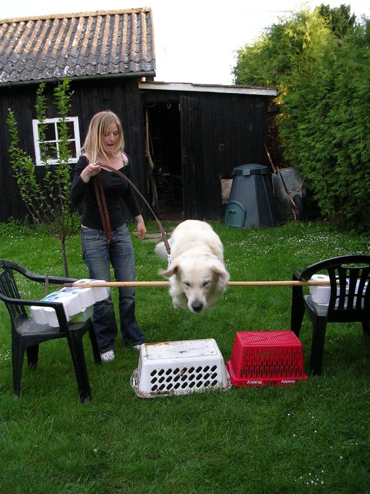 Golden retriever • Otto•  - Otto løsspringer :)  billede 13