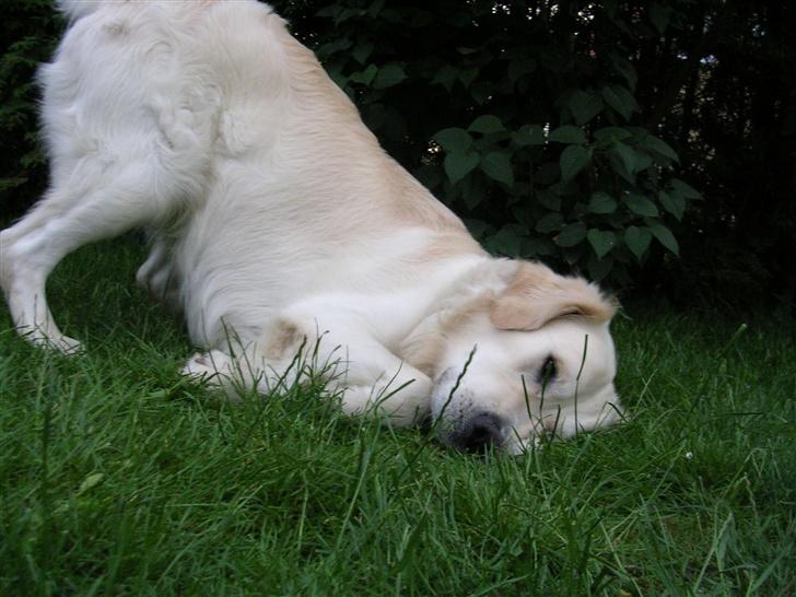 Golden retriever • Otto•  - Så døde Otto pludseligt :O :O  billede 14