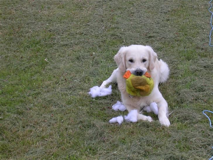 Golden retriever • Otto•  - Otto med sin elskede and ;) billede 15
