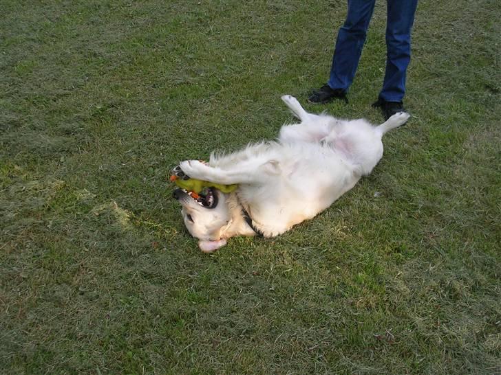 Golden retriever • Otto•  - Dræberotto :O  billede 16