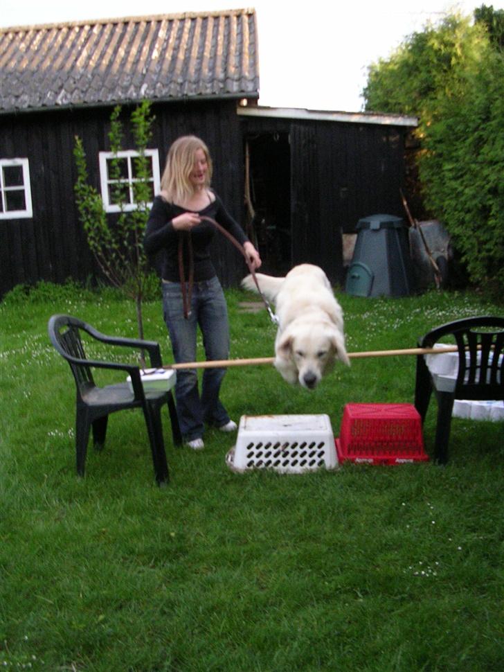 Golden retriever • Otto•  - Spriiing Otto billede 17