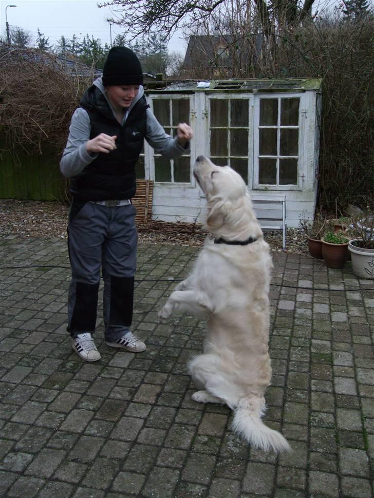 Golden retriever • Otto•  - Dyygtig Otto, værs´go, en bold :)  billede 18