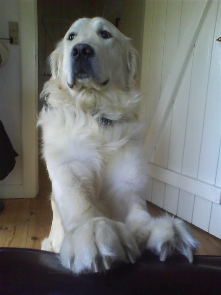 Golden retriever • Otto•  - ejjj otto altså ! :P billede 19