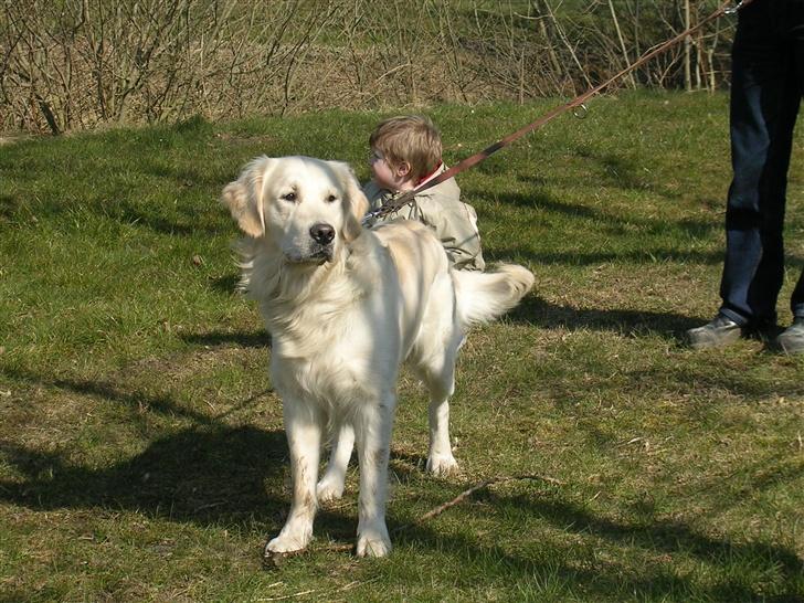 Golden retriever • Otto•  billede 20