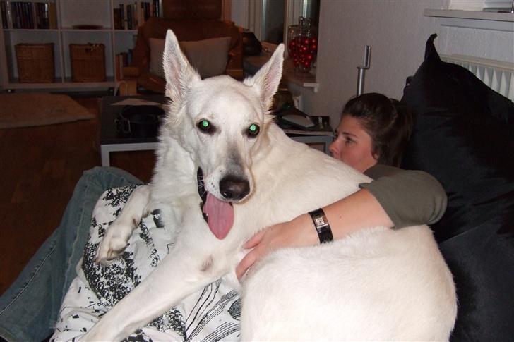 Hvid schæfer Kida *himmelhund* - Hejsa billede 1