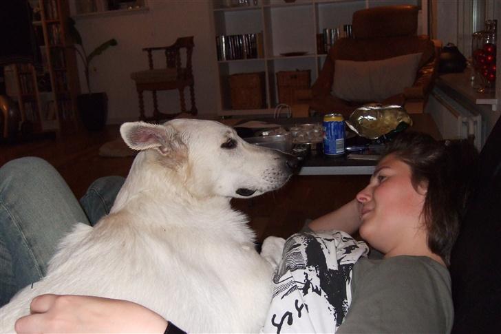 Hvid schæfer Kida *himmelhund* - Hvis nu jeg knurrer, mon så jeg får pladsen? billede 2