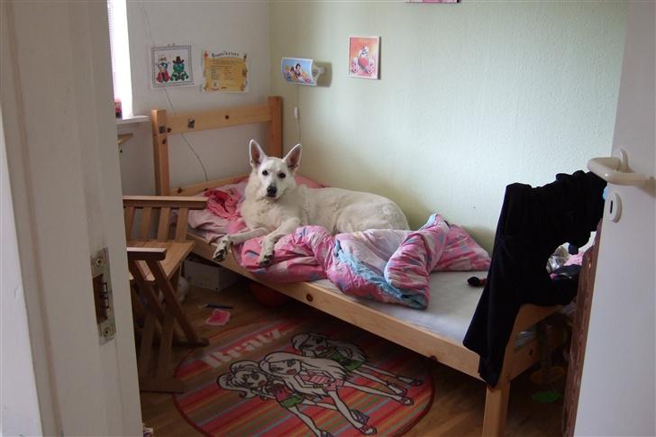 Hvid schæfer Kida *himmelhund* - Man tager sig lidt friheder, når der ikke er nogen der opdager det :-) billede 3