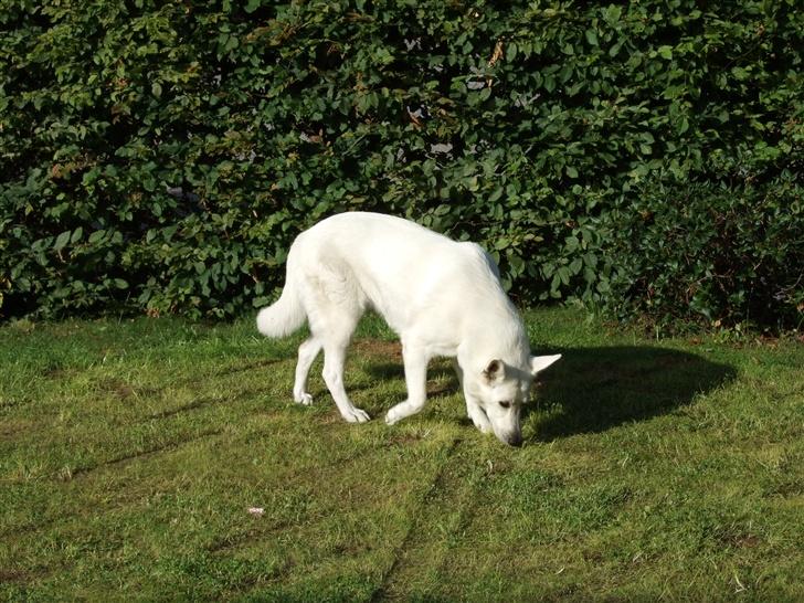 Hvid schæfer Kida *himmelhund* - Her har været en anden... billede 5