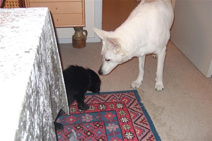 Hvid schæfer Kida *himmelhund* - Min farfar har fået en hvalp, ham skal jeg lige snuse til billede 6