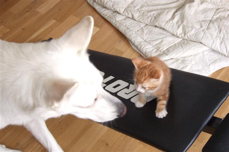 Hvid schæfer Kida *himmelhund* - Hvad er du for en lille en? billede 8