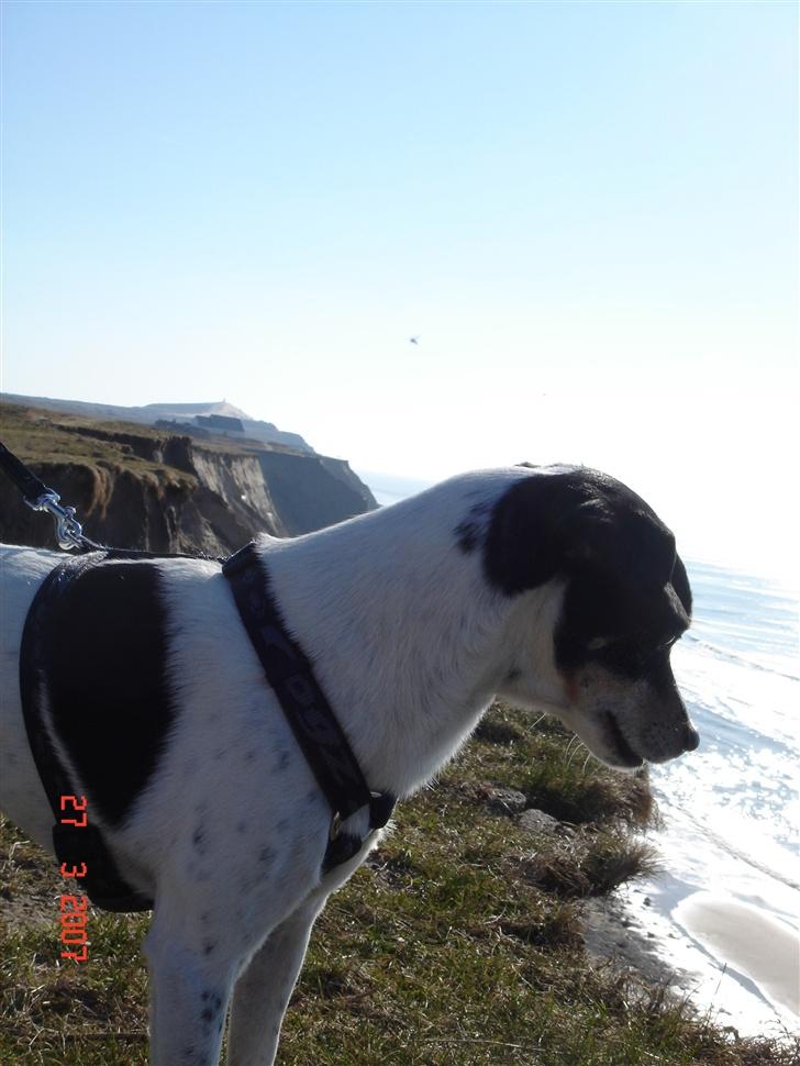 Dansk svensk gaardhund Snukki - Der er laaangt ned... billede 11