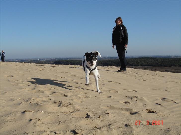 Dansk svensk gaardhund Snukki - Her er vi i det danske Sahara... billede 12