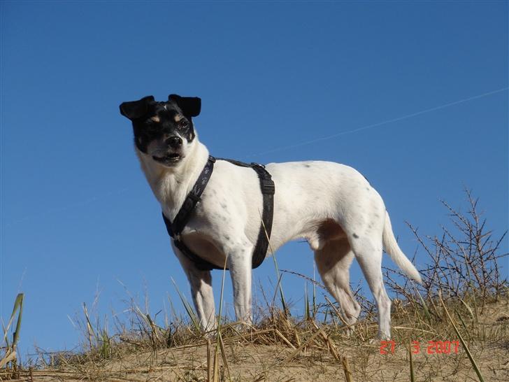 Dansk svensk gaardhund Snukki - Hvad kan man sige? Smuk hund   :o) billede 13