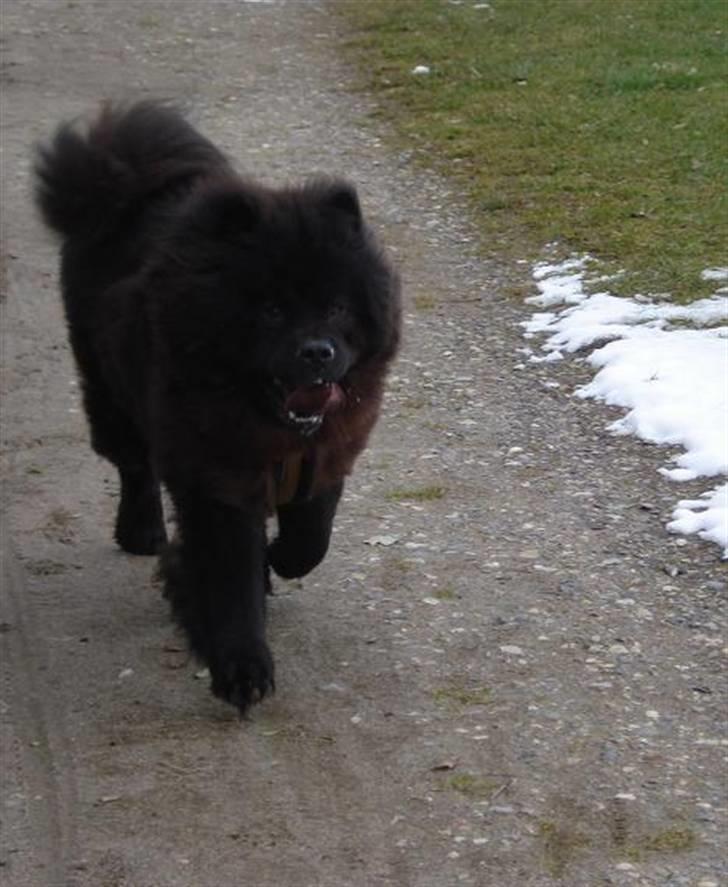 Chow chow Oscar - Oscar - 1 år - Fuld fart frem! billede 7