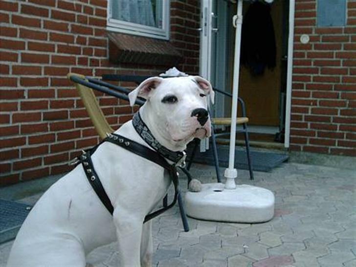 Cavalier king charles spaniel Nela  - Det er Laban´s far.. han er en rigtig dejlig hund og moren er lige så skøn :)  billede 8