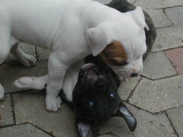 Cavalier king charles spaniel Nela  - Hva satan.. skal du bide mig i piben din lille GARRRGH :) Laban ligger nederst  billede 9