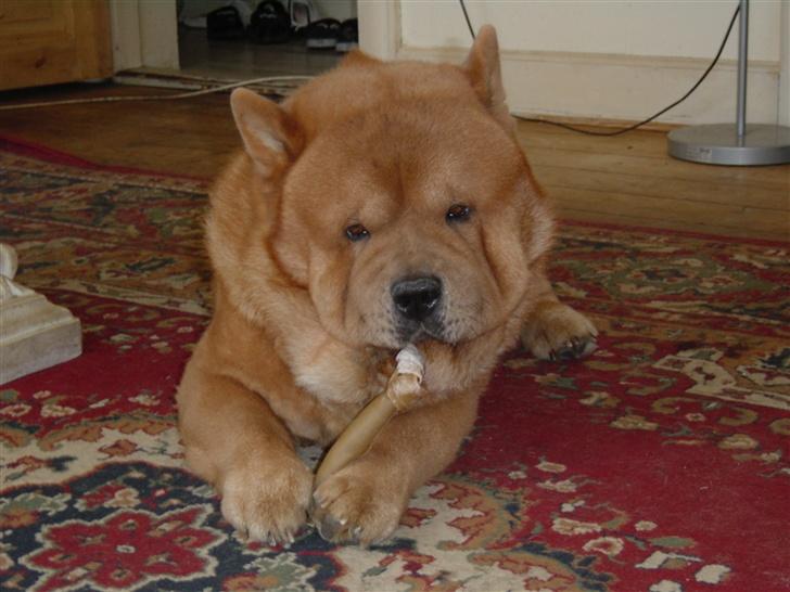 Chow chow Balou billede 11
