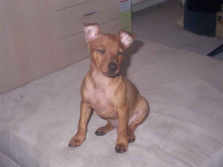 Dvaergpinscher Chanti billede 8