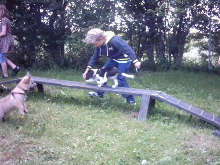 Cavalier king charles spaniel Asterix - En gang om ugen er jeg til hundetræning- det er den bedste dag i ugen billede 7
