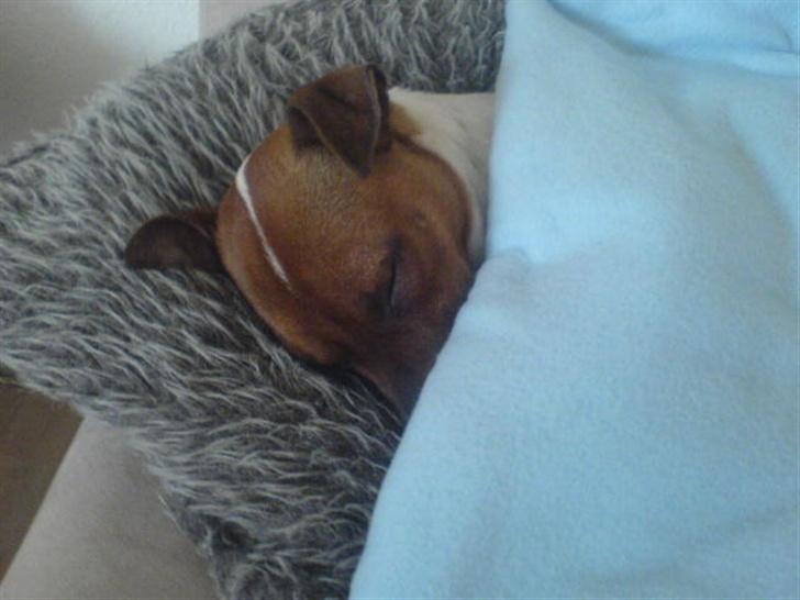 Dansk svensk gaardhund Django billede 2