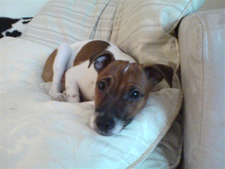 Dansk svensk gaardhund Django billede 4