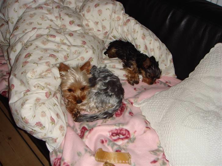 Yorkshire terrier <3 Coco <3 - Coco & Ella billede 11