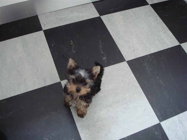 Yorkshire terrier <3 Coco <3 - Coco´s nye lillesøster Ella billede 13