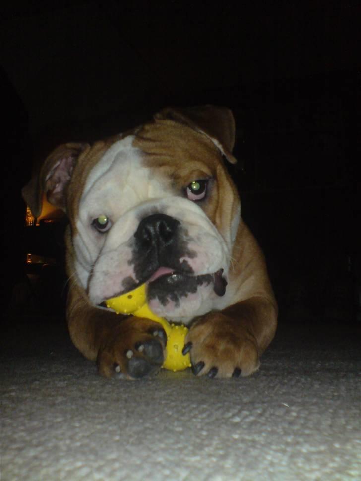 Engelsk bulldog Chucky billede 1