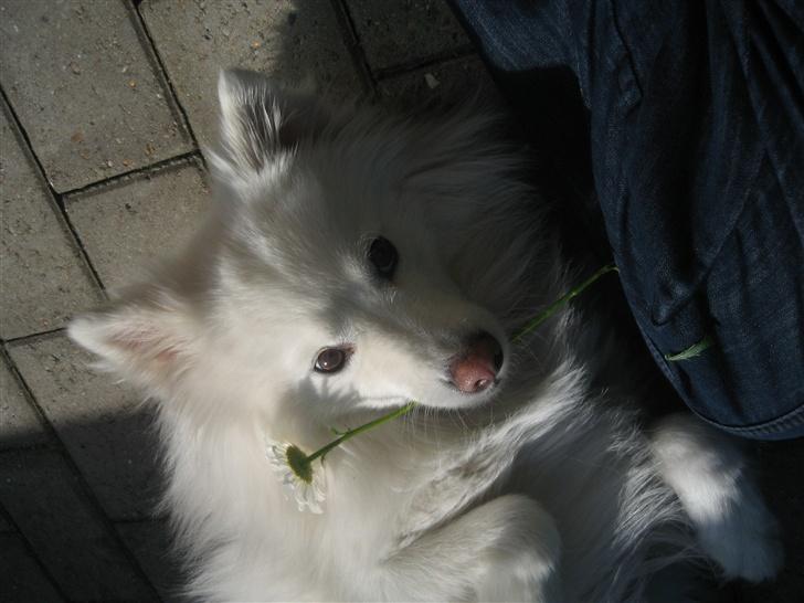 Japansk spids Bølle billede 1