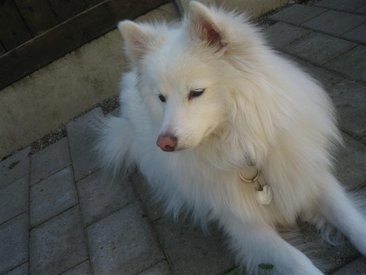 Japansk spids Bølle billede 2